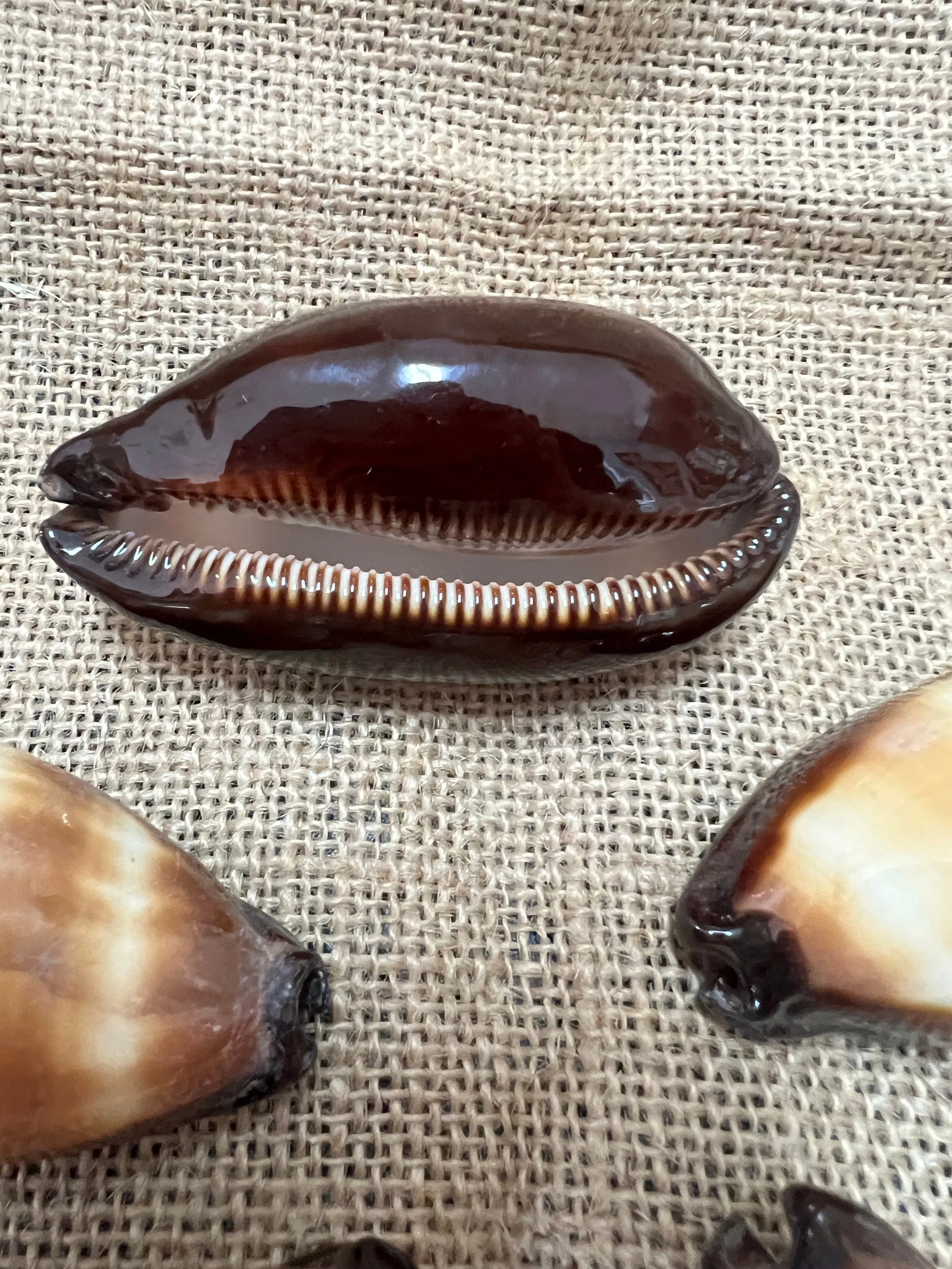 Chocolate Banded Cowrie 2-2.5"