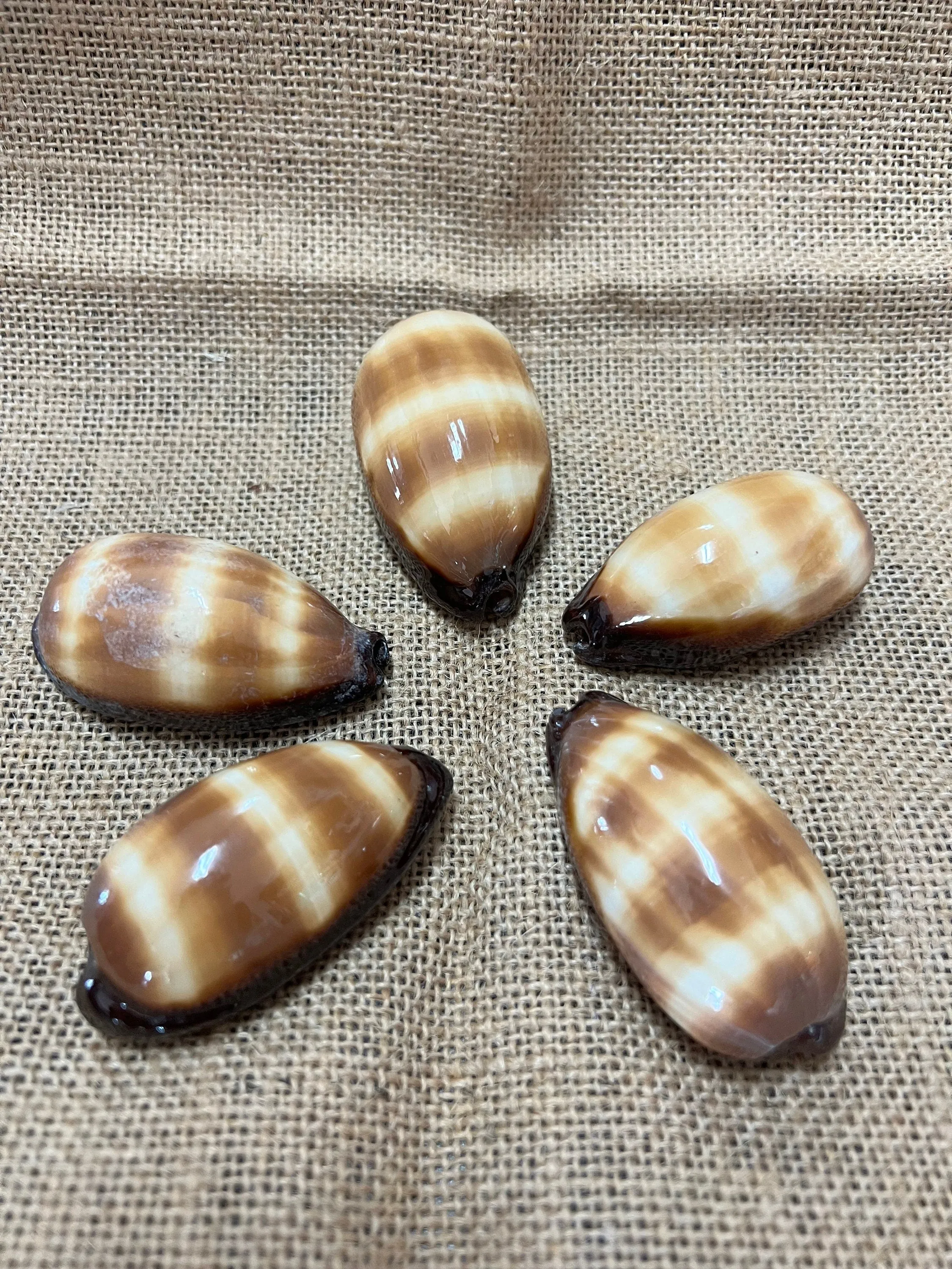 Chocolate Banded Cowrie 2-2.5"
