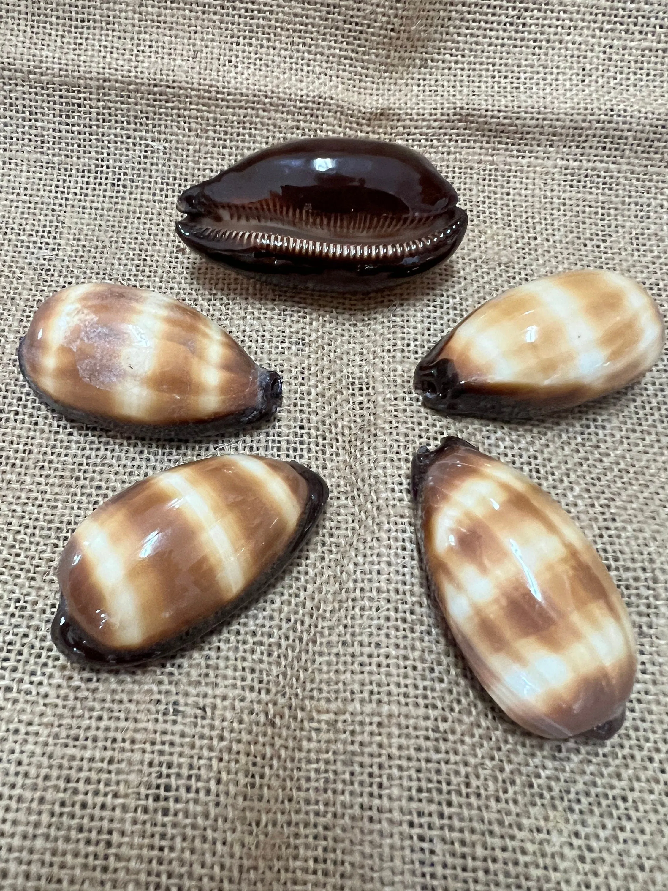 Chocolate Banded Cowrie 2-2.5"